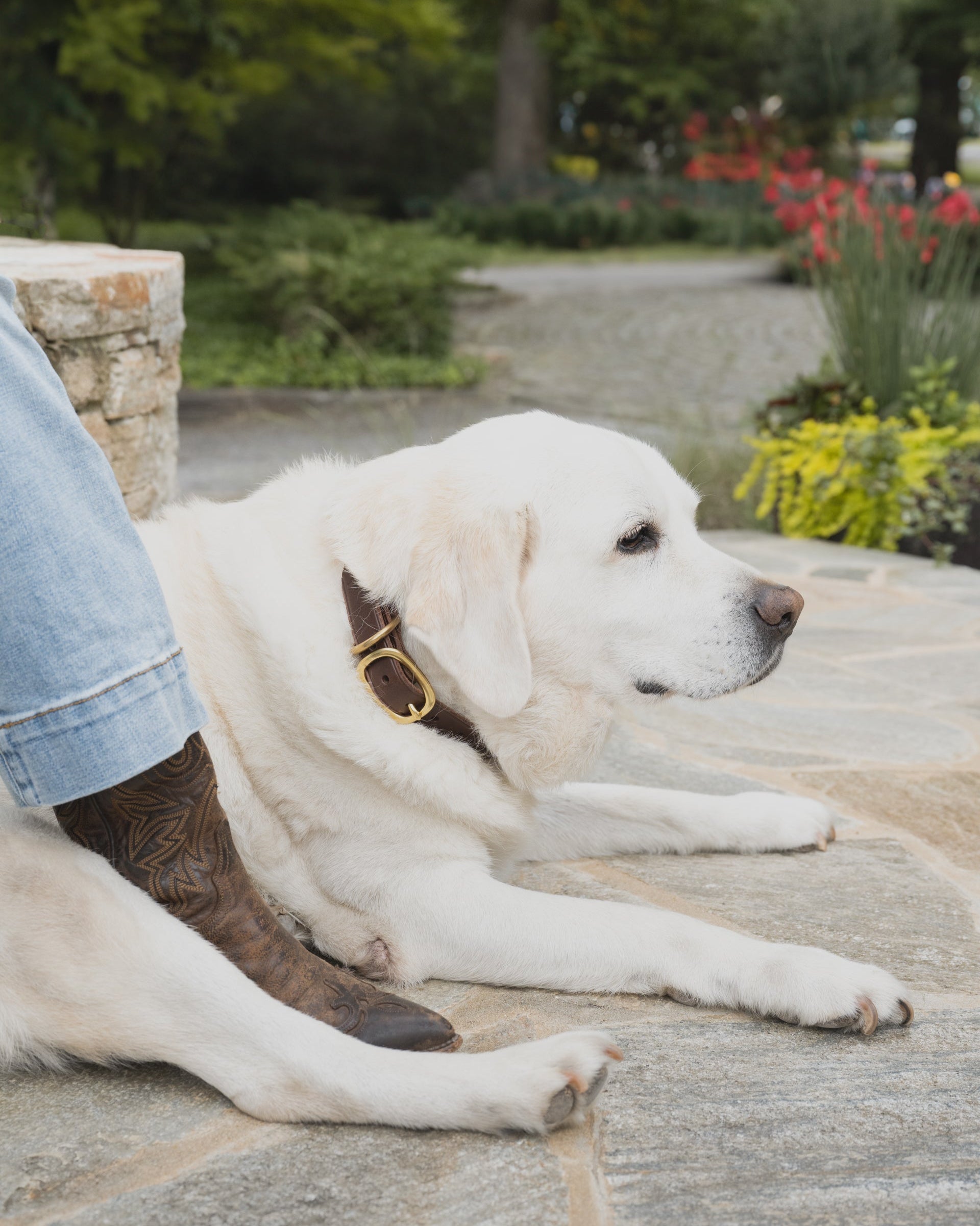Image of dog wearing the River dog collar in dark brown