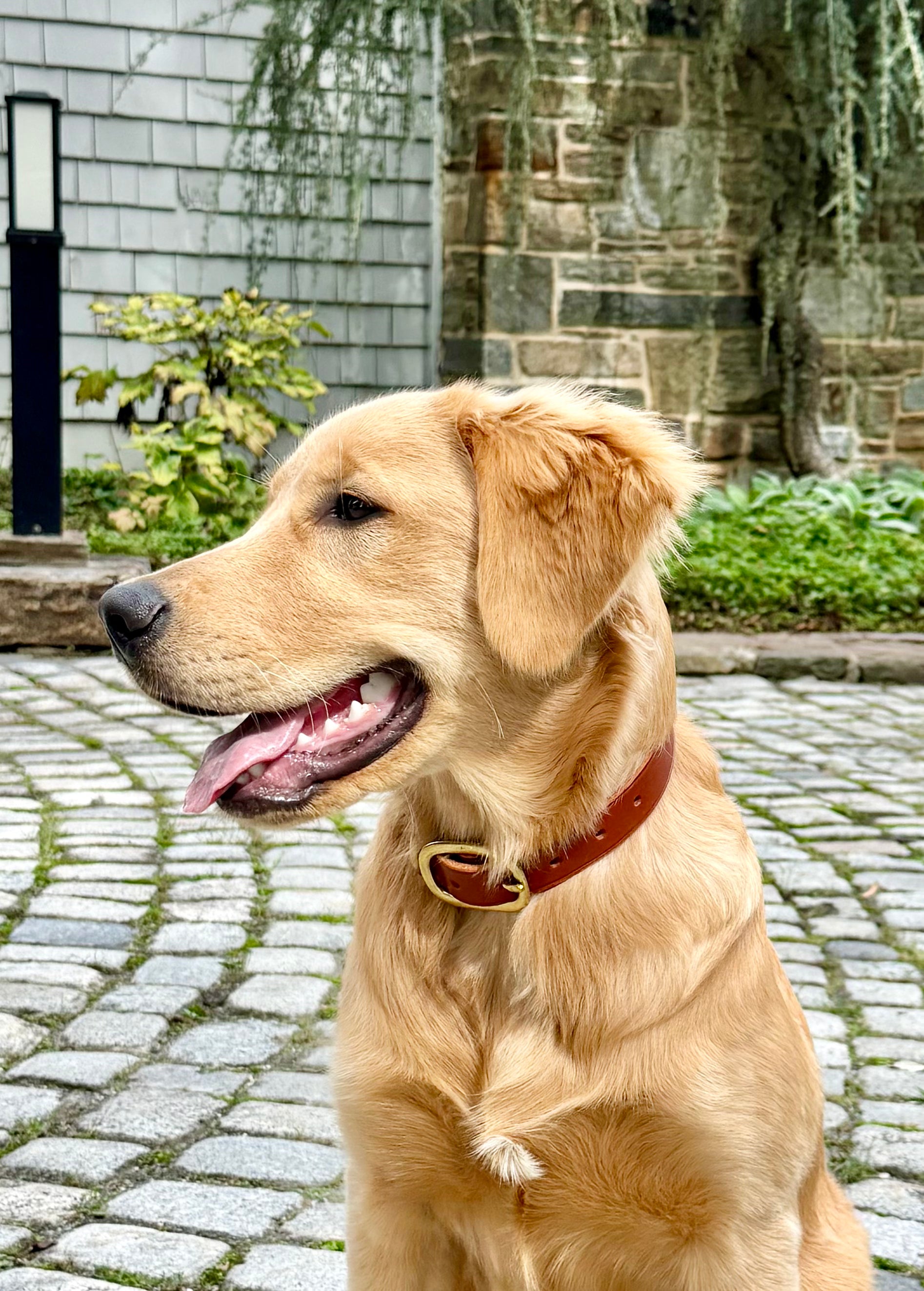 The River Dog Collar