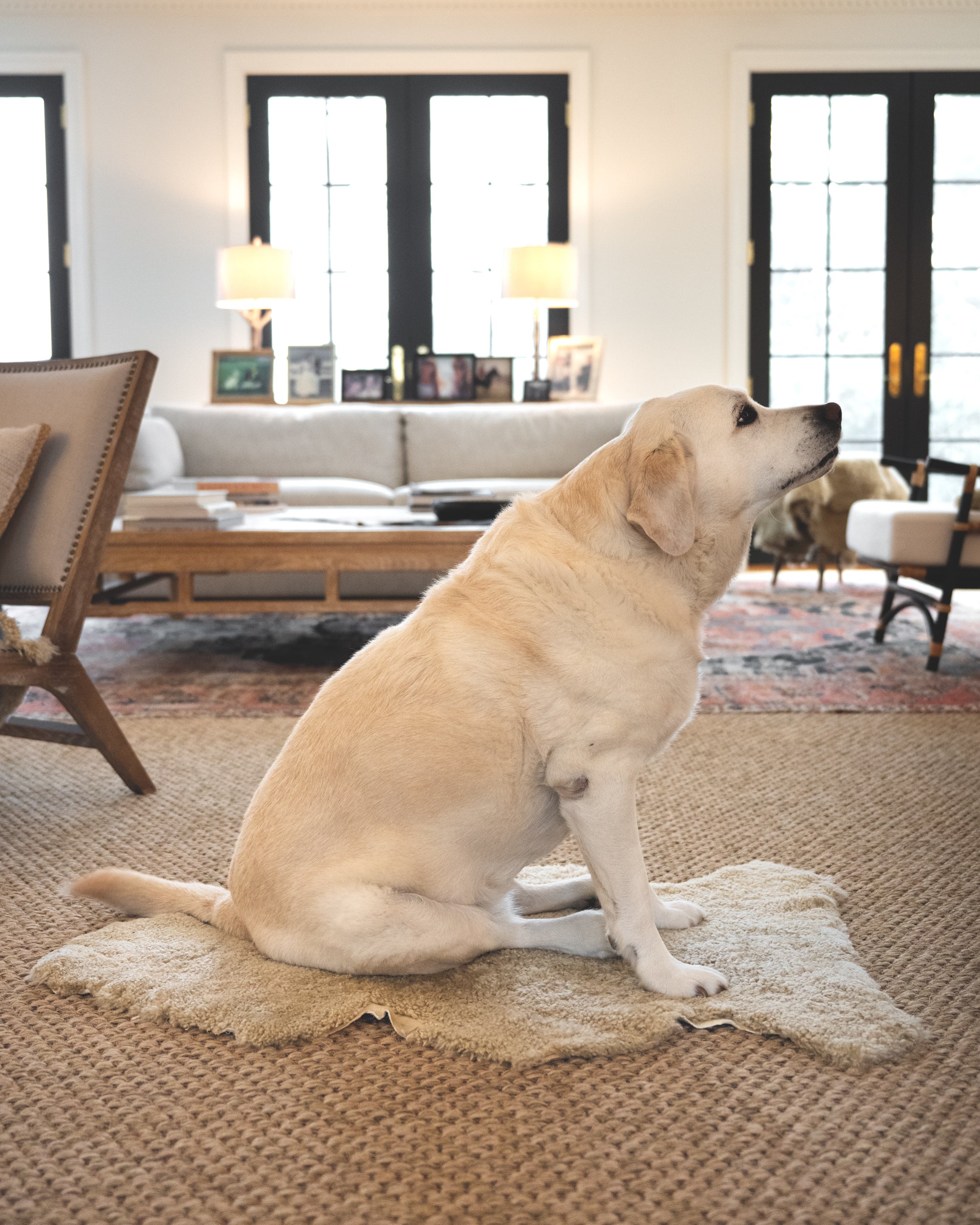 Image of dog sitting on top of the product New Zealand Sheepskin in Natural color 